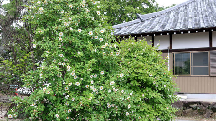 江南市 音楽寺 沙羅の花