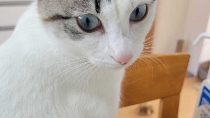 癒しのにゃんずと、保険の見直し