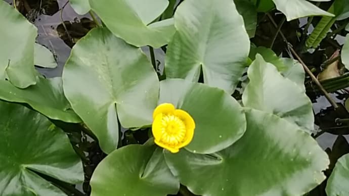 コウホネ(河骨)咲く カキツバタ(杜若)咲く