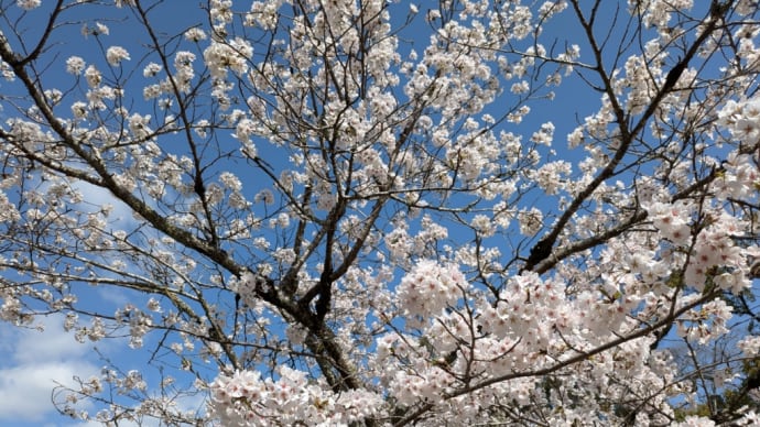 年度末、桜の時🌸