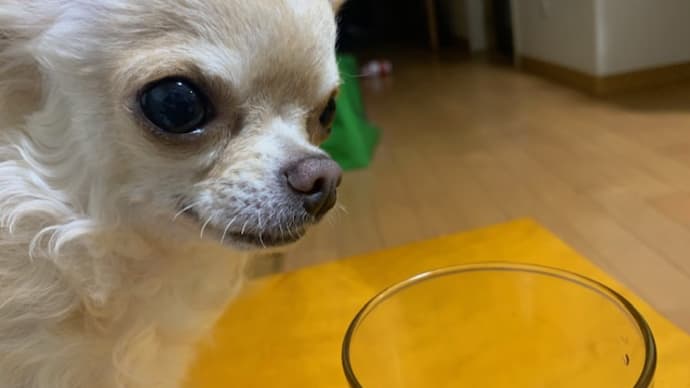 祝杯でち🍻