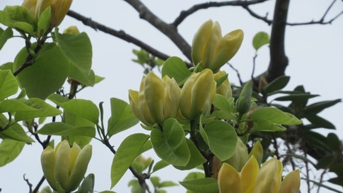 寒河江公園つつじ園