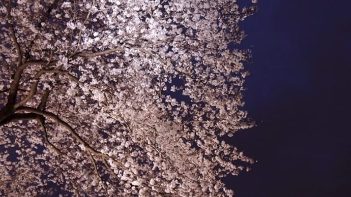 #4476　夜桜