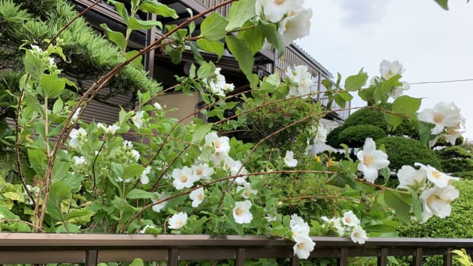 花の香りに包まれて