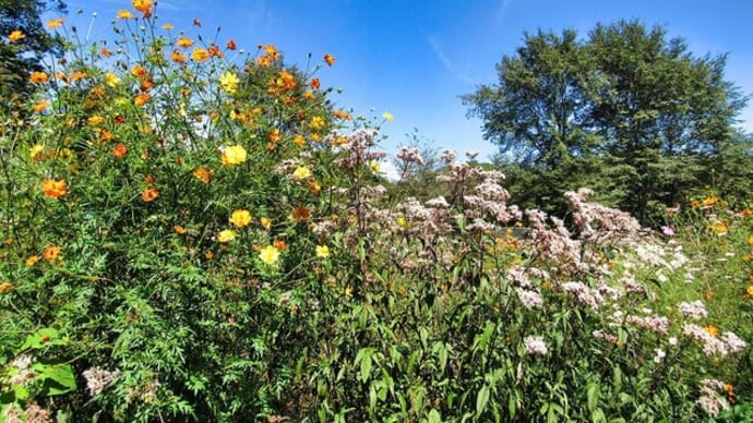 蝶の楽園に 赤そばの花