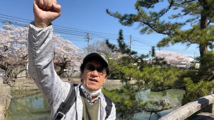 豊姫神社の亀さん甲羅干し、気持ちよさそう