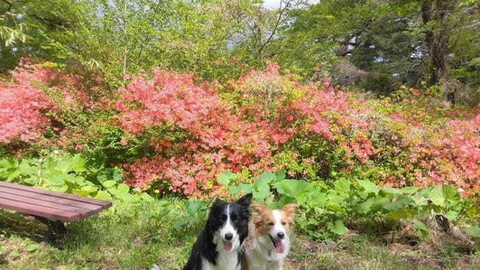 つつじと八重桜