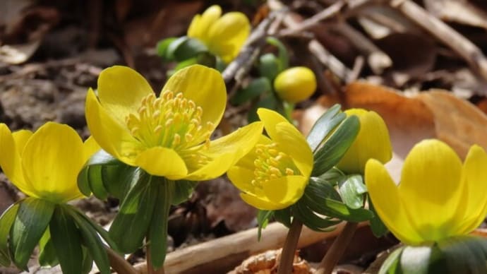 季節はそろりそろりと春に向かう キバナセツブンソウ(黄花節分草)