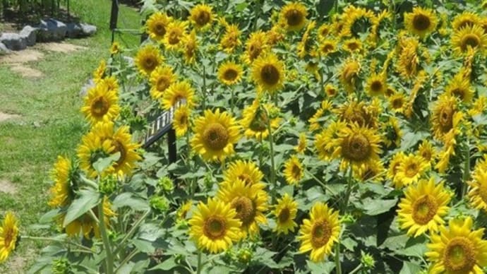 楽書き雑記「夏の花の代表・ひまわりが相次ぎ開花＝名古屋・東山植物園の市民花壇『お花畑』