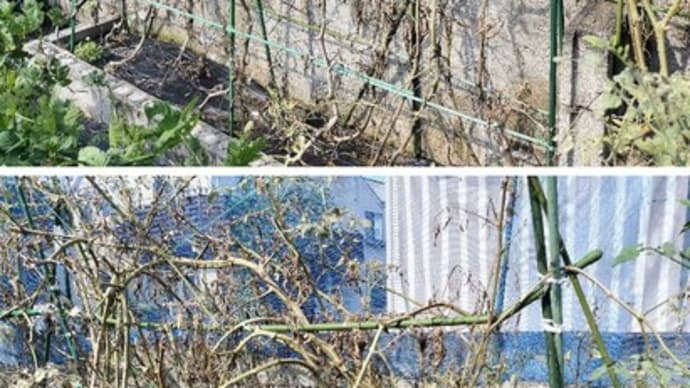 ミニトマトは既にシーズンを終えているのですが