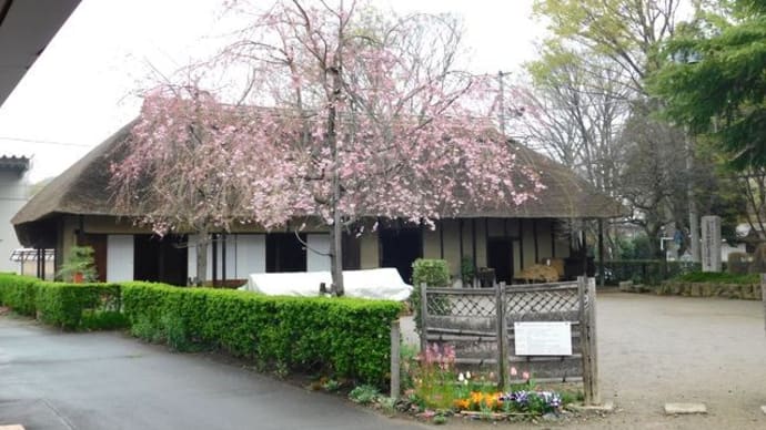 旧島田家住宅，シャガの花
