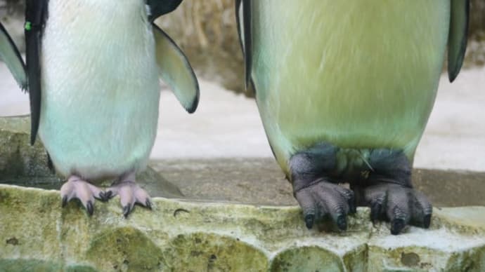 ペンギンの足・エンペラーとアデリー