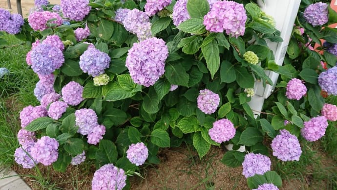 アジサイの花が咲いてますね~