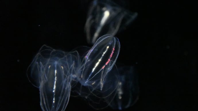 私の一押し カブトクラゲ