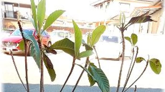 ビワの木の植替え