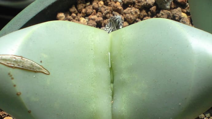 これは蕾?
