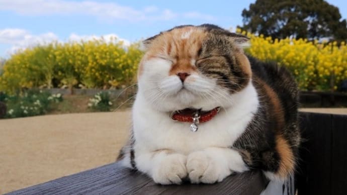 #8910 🐈三毛猫チャミちゃんに逢えた