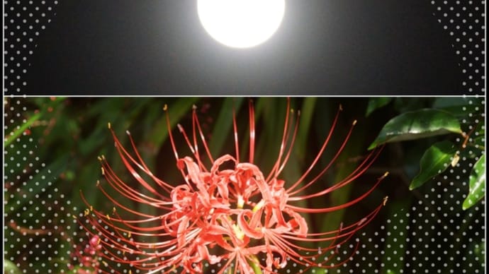 彼岸花(曼珠沙華)・・・秋の野山を紅く染めて