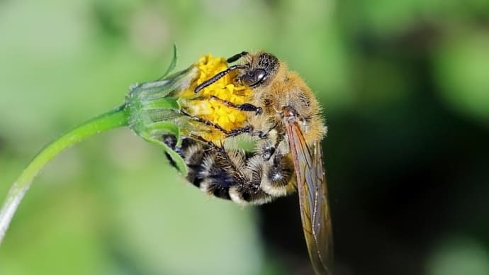 2022年 公園で見つけた虫さんたち！ （22）《 ハチの仲間 3種 》