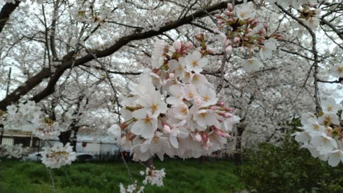 松戸の桜はほぼ満開🌸🌸🌸