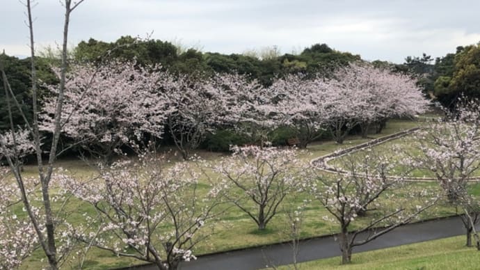 桜満々開と春の憂うつ