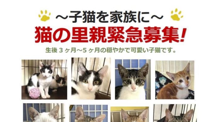 子猫里親様募集中