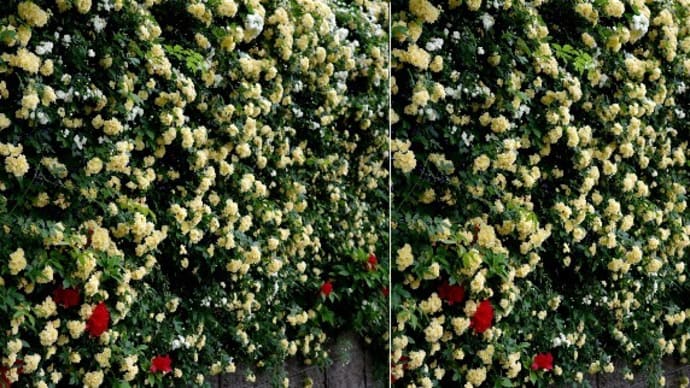 木香薔薇