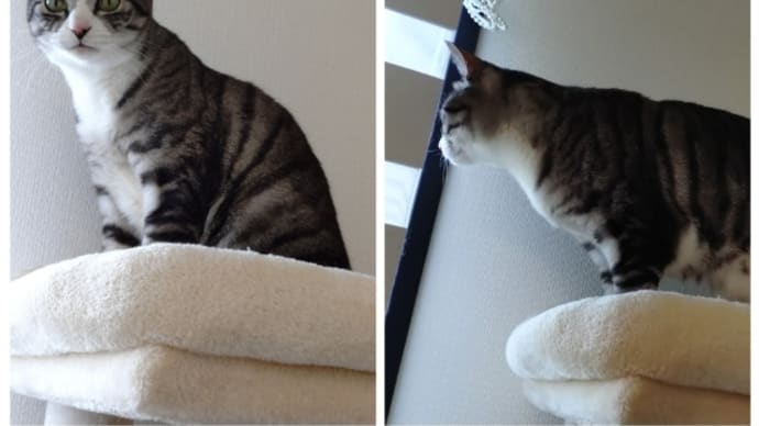 キャットタワーてっぺん𓃠