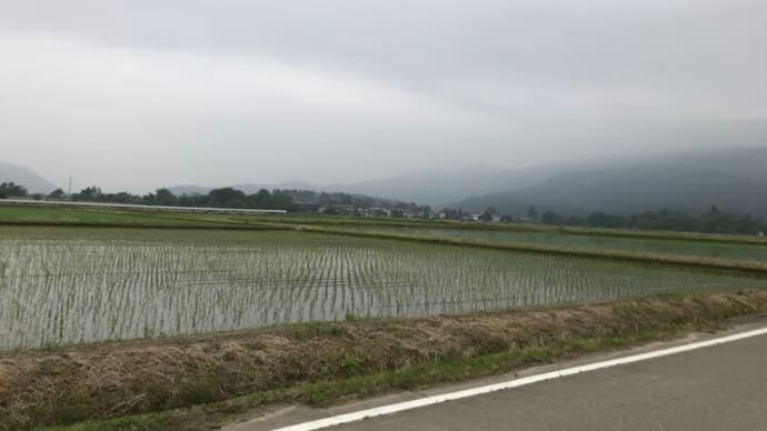 枝落とし