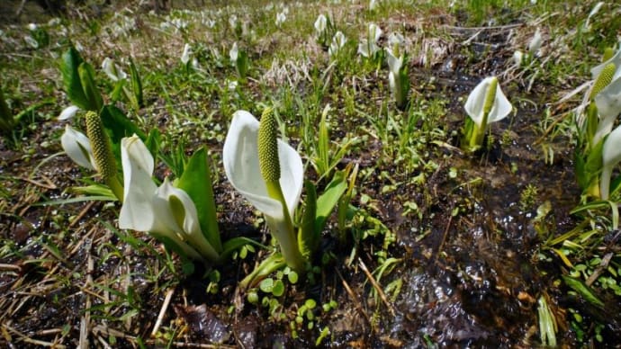群馬県片品村のミズバショウ群生地 その2(越本水芭蕉の森 2022.5.4撮影)