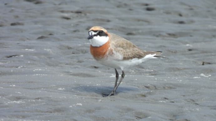 三番瀬でホウロクシギ・メダイチドリなど