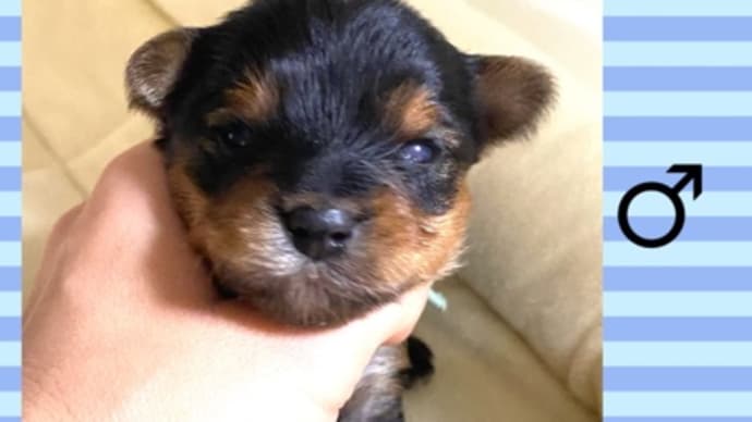ハニーBaby生後15日目開眼