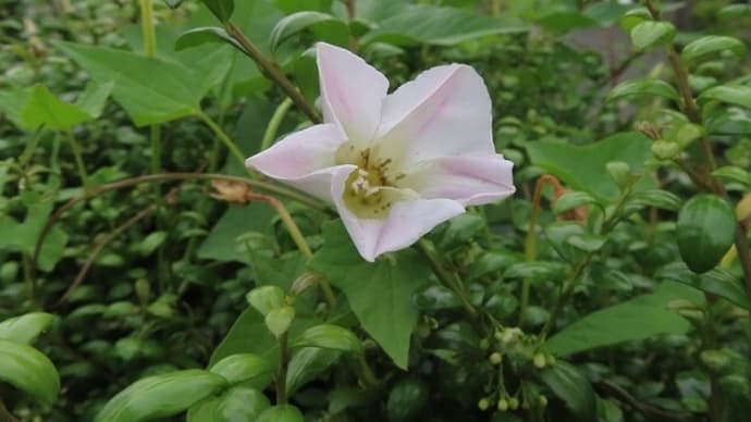 雨降り花