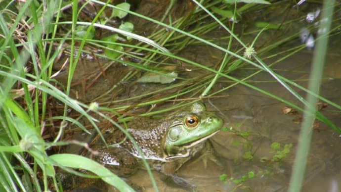 ウシガエル