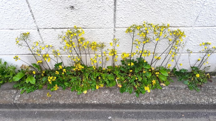 お花で一休み(176) タンポポっぽい花 <東京編>
