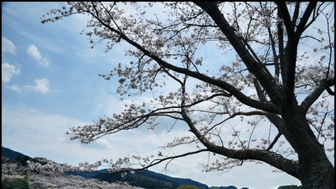 上米公園の桜