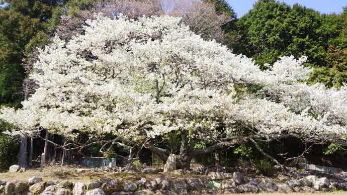 天の岩戸「大島桜」見てきました～(^^)