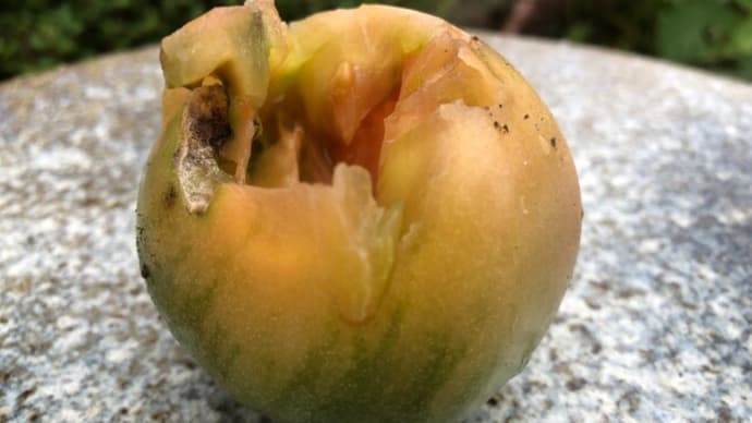 菜園ライフ１５５～マイクロソフト・エッジで再出発❣　ホント、よかったわ(^^♪