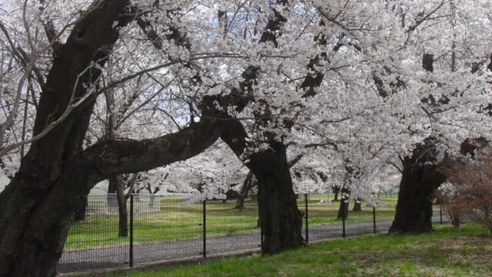 「西軽井沢地域の桜」～写真と短歌で綴る世界文化紀行
