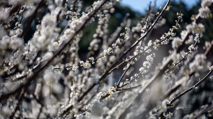 李の花