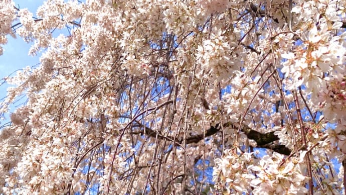 京都御所（御苑）の桜