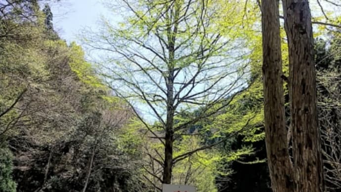 峠の桂の木
