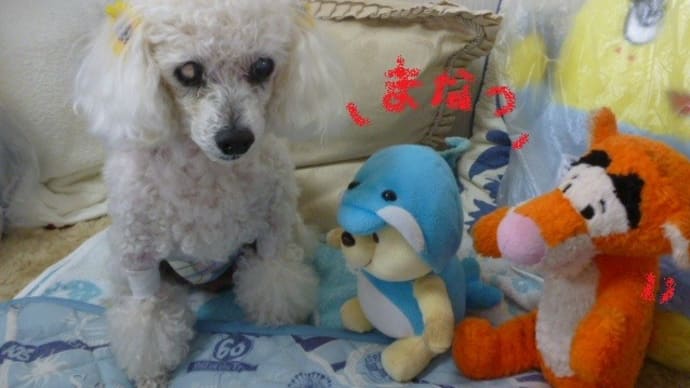 真夏日の彼岸の入り…(;´▽`A`` そしてファミマのダブルクリームサンド!