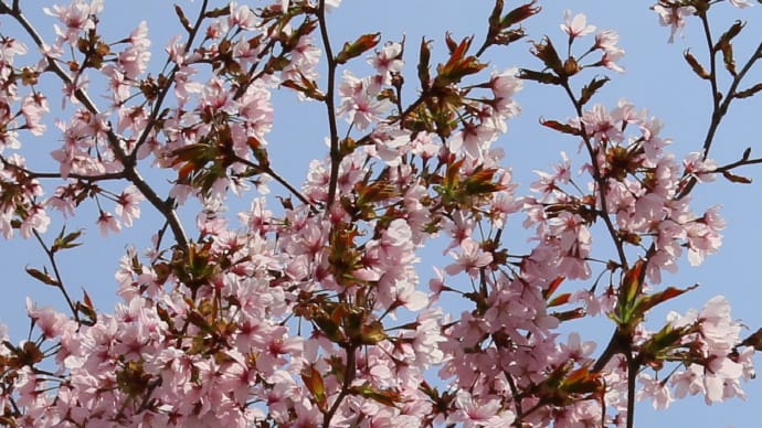 北海道の桜6-3