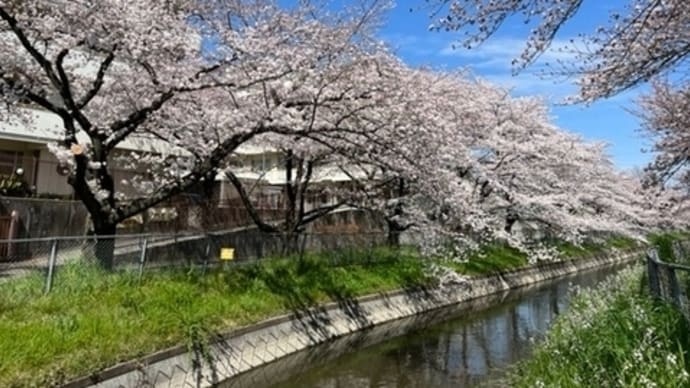 見沼代用水西縁沿いの桜