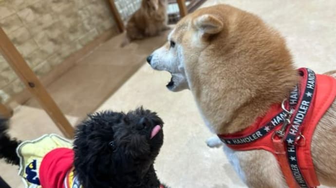 れあ、犬の小学校8回目その2