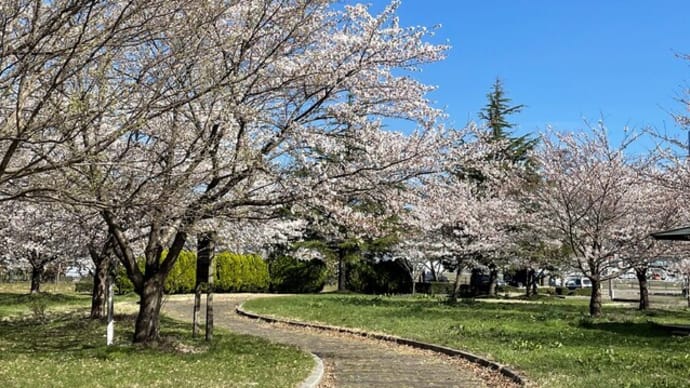 桜の語源と2021年のお花見