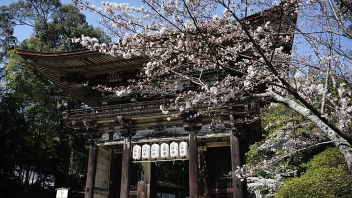 三井寺の桜は三分咲き