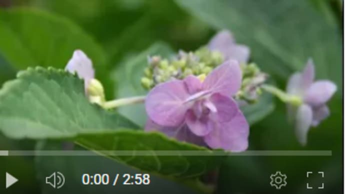 庭の紫陽花💜 フェイジョアとイチロー