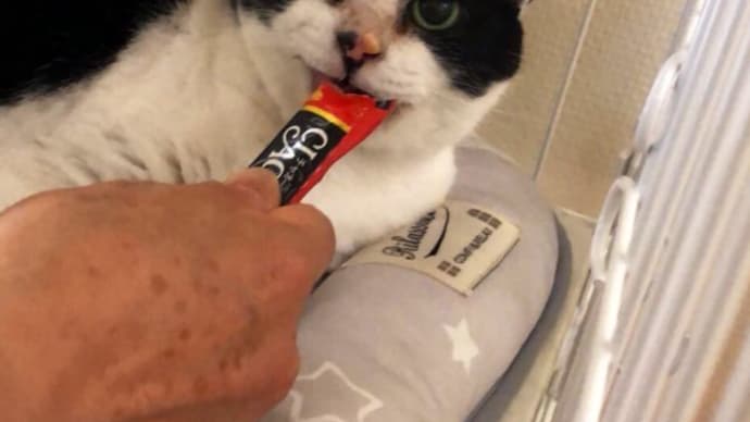 ちゅばのお引越し